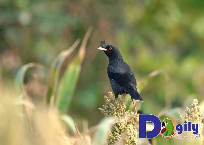 Chim sáo biết nói không? Chim sáo biết nói không?