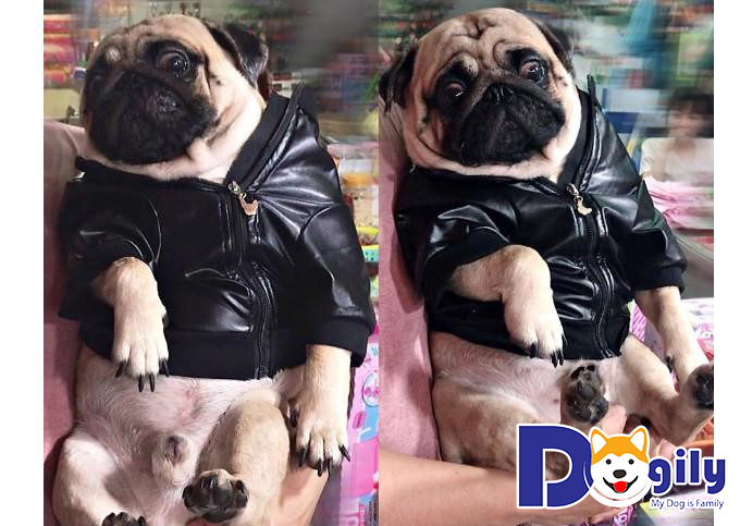 Chú Pug chó tên Po Chú Pug chó tên Po