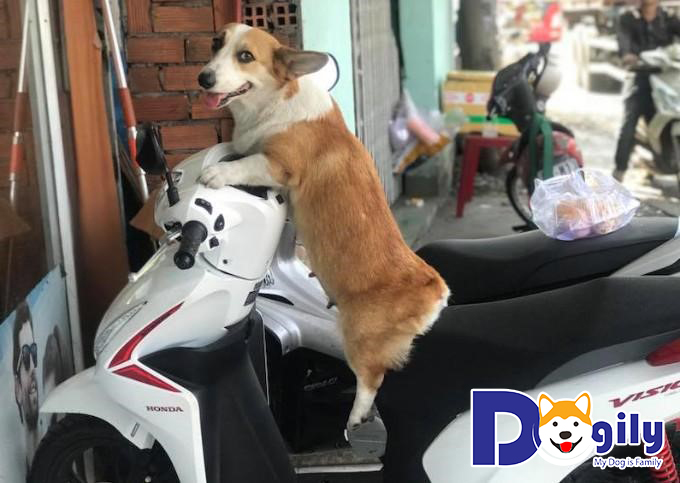 Chú chó Candy – chú chó có khả năng ngủ mọi lúc mọi nơi Chú chó Candy – chú chó có khả năng ngủ mọi lúc mọi nơi