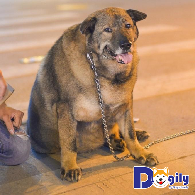  Chú chó béo nhất Hà Nội  