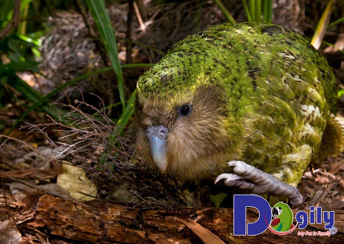 Chú vẹt Kakapo Chú vẹt Kakapo