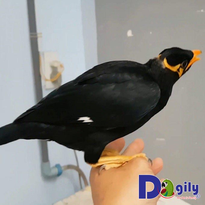 Con Nhồng giá bao nhiêu?