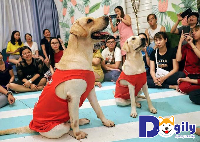 Củ Cải và Kim Chi trong chuyến xuyên Việt gần đây Củ Cải và Kim Chi trong chuyến xuyên Việt gần đây