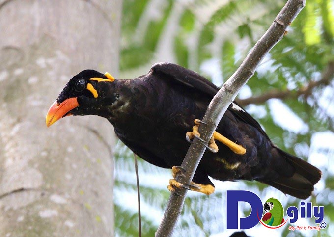 Đặc điểm và tính cách của Nhồng Đặc điểm và tính cách của Nhồng