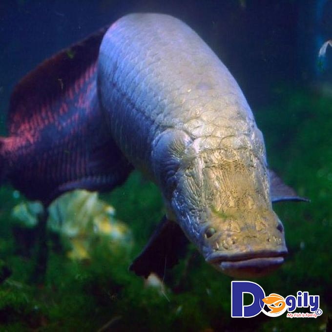 Đặc tính và sinh sản
