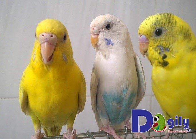 Địa điểm bán chim Yến Phụng uy tín Địa điểm bán chim Yến Phụng uy tín