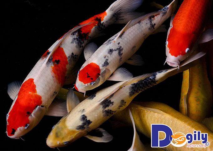 Hướng dẫn cách nuôi Koi đúng chuẩn và hiệu quả nhất Hướng dẫn cách nuôi Koi đúng chuẩn và hiệu quả nhất