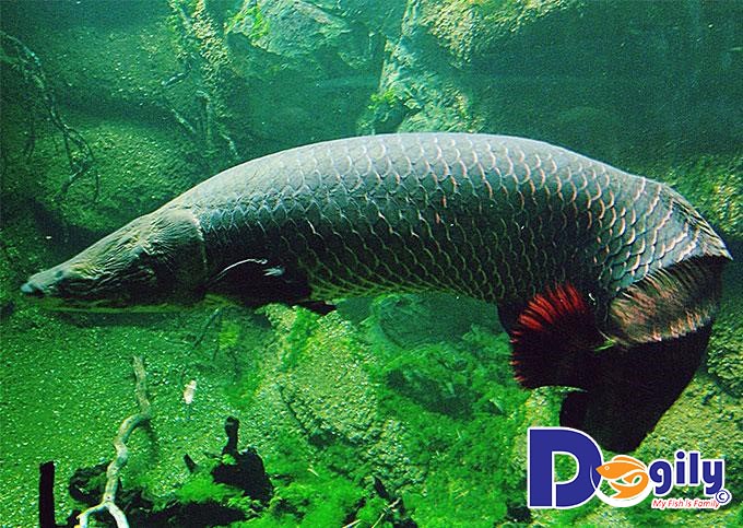 Mua cá Hải Tượng ở đâu? Mua cá Hải Tượng ở đâu?