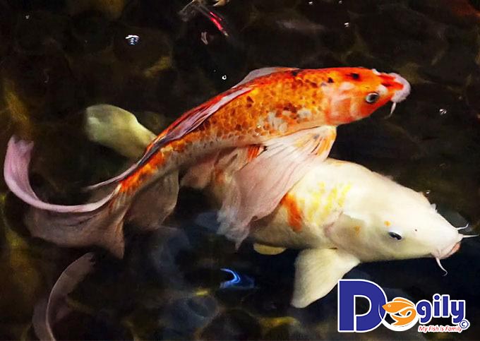 Những đặc điểm cơ bản về cá Koi bạn nên biết Những đặc điểm cơ bản về cá Koi bạn nên biết