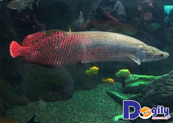 Những thông tin về dòng cá Tượng Những thông tin về dòng cá Tượng