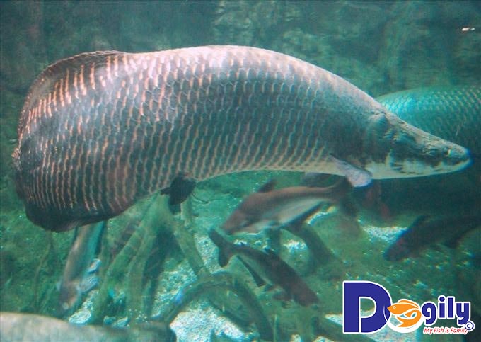 Nuôi cá cảnh Tượng như thế nào? Nuôi cá cảnh Tượng như thế nào?