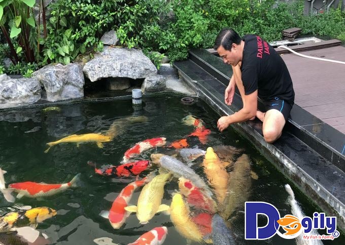 Phân biệt Koi Nhật Bản với những dòng cá Koi từ các quốc gia khác Phân biệt Koi Nhật Bản với những dòng cá Koi từ các quốc gia khác