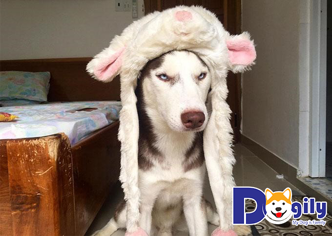 Riềng Sẹo – chú ngáo Husky với khả năng ăn cả thế giới Riềng Sẹo – chú ngáo Husky với khả năng ăn cả thế giới