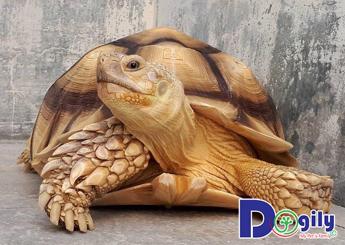 Rùa Núi Vàng giá bao nhiêu? Rùa Núi Vàng giá bao nhiêu?