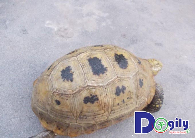 Rùa Núi Vàng giá bao nhiêu - mua ở đâu? Rùa Núi Vàng giá bao nhiêu - mua ở đâu?