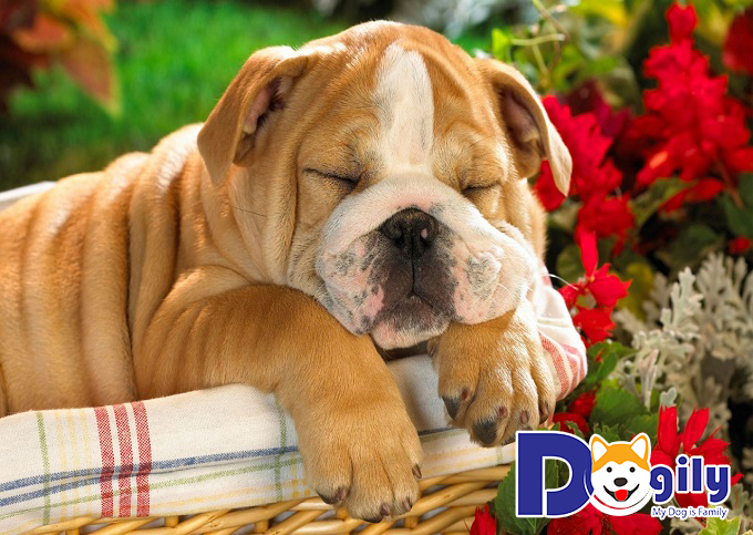 Tại sao nên nuôi thú cưng - giảm căng thẳng Tại sao nên nuôi thú cưng - giảm căng thẳng