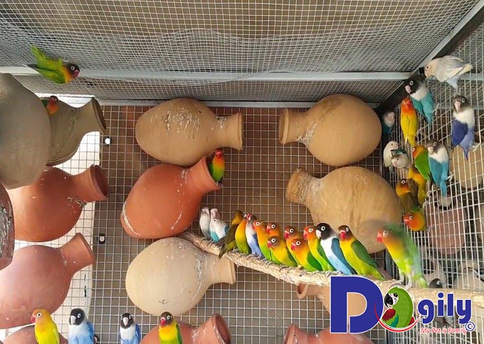 Yến Phụng ăn gì? Yến Phụng ăn gì?