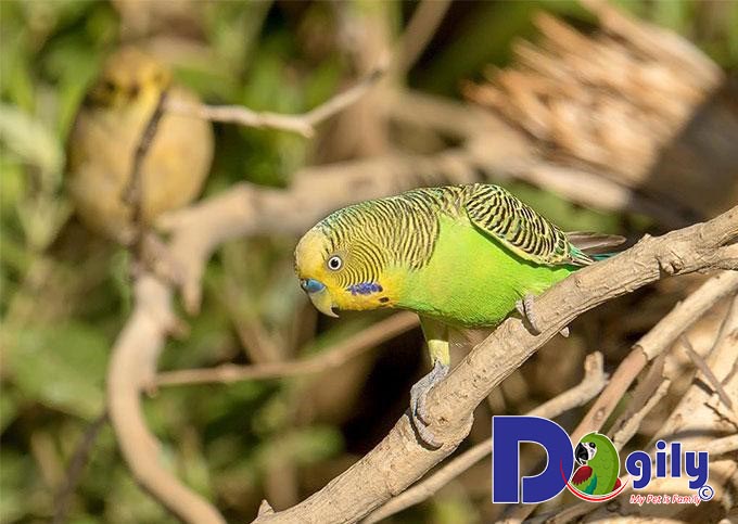 Yến Phụng sinh sản nhiều nhất vào mùa hè Yến Phụng sinh sản nhiều nhất vào mùa hè