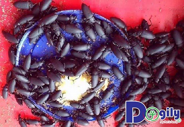 Bọ cánh cứng sâu quy Bọ cánh cứng sâu quy