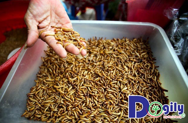 Con giống sâu quy Con giống sâu quy