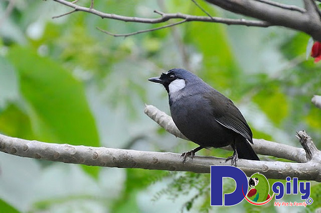 Khướu bạc má Khướu bạc má