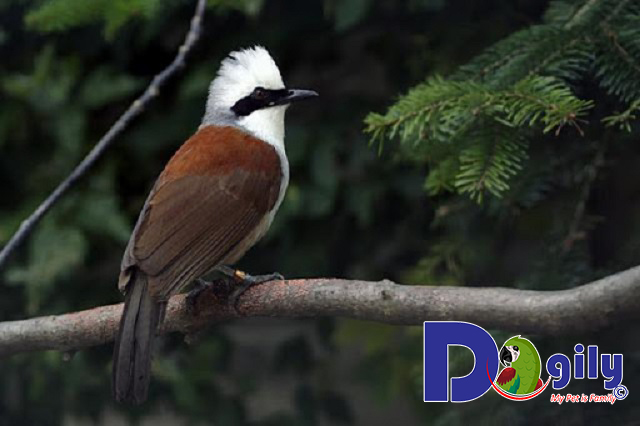 Khướu đầu trắng chuẩn bị đến mùa thay lông Khướu đầu trắng chuẩn bị đến mùa thay lông