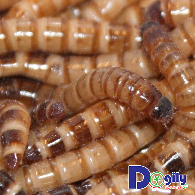 Sâu quy trưởng thành