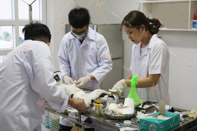 Triệt sản mèo cái tại  Chomeocanh.com .