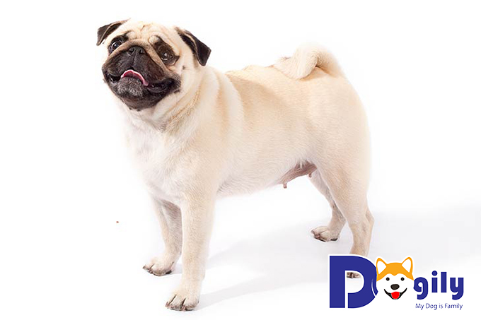 Cách nuôi chó Pug