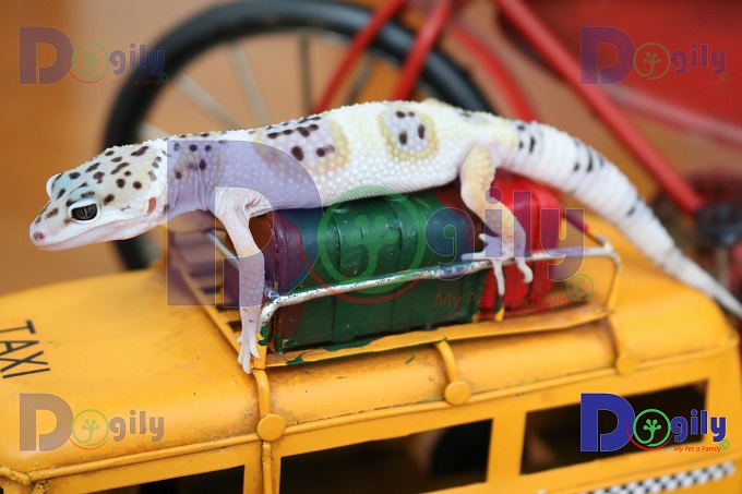 Thằn lằn da báo Leopard Gecko - Chomeocanh.com