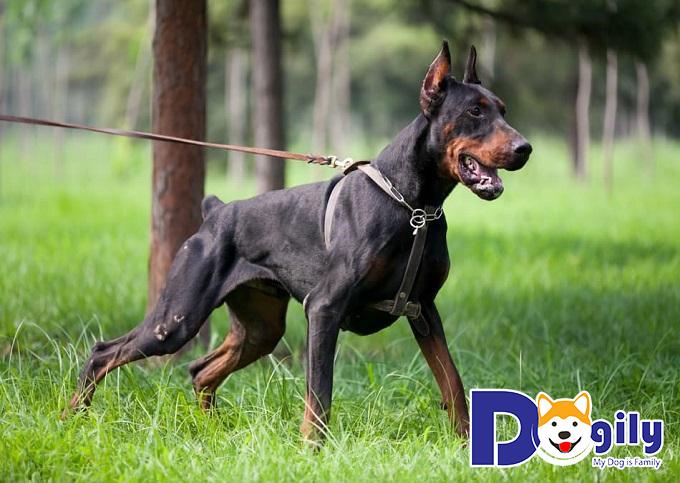 Cách huấn luyện chó Doberman thực hiện mệnh lệnh đơn giản, dễ áp dụng tại nhà