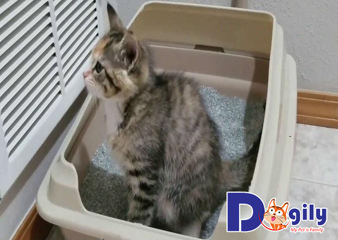 Chọn vị trí đặt khay vệ sinh đúng chỗ, an toàn và kín đáo