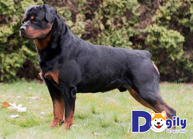 Chó Rottweiler sở hữu bản năng bảo vệ cao