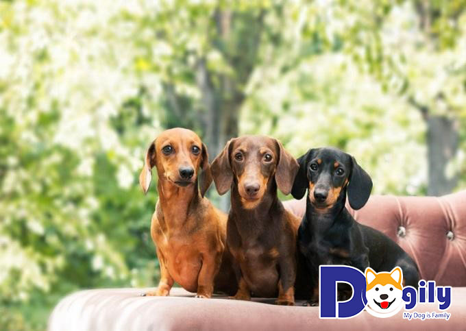 Những điều cần lưu ý khi huấn luyện chó Lạp Xưởng tại nhà