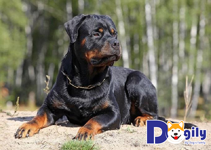 Phòng bệnh dị ứng cho chó Rottweiler đúng cách để giảm nguy cơ tử vong