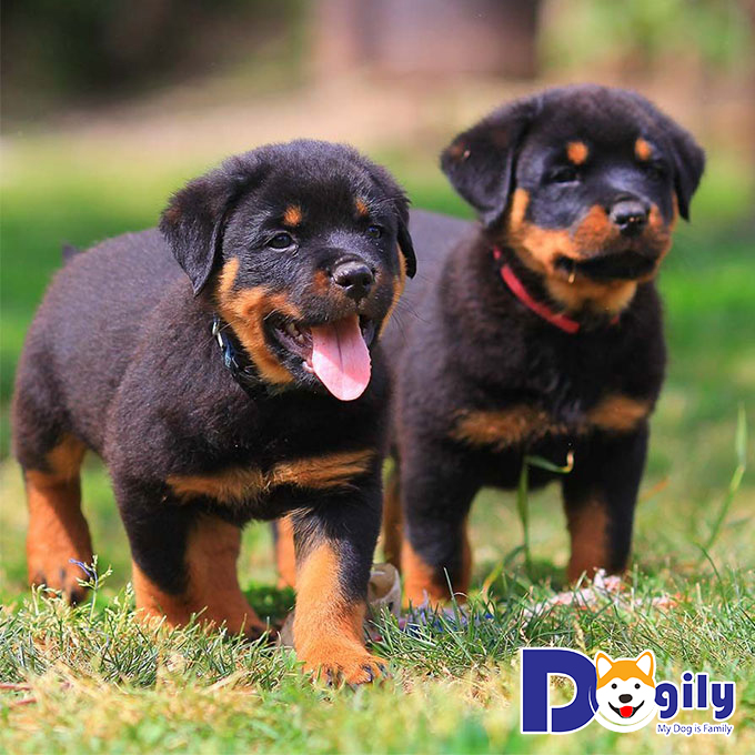 Bạn nên nuôi chó Rottweiler con thay vì chó trưởng thành