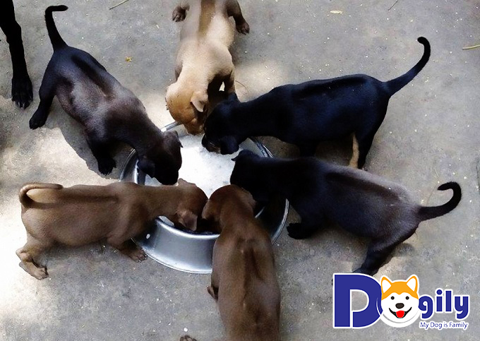 Bạn thích chó Phú Quốc màu nào? Bạn thích chó Phú Quốc màu nào?