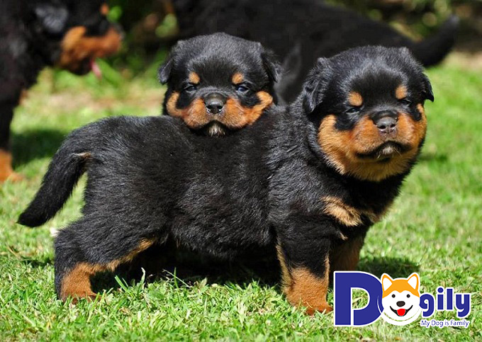 Chế độ dinh dưỡng hợp lý cho Rott