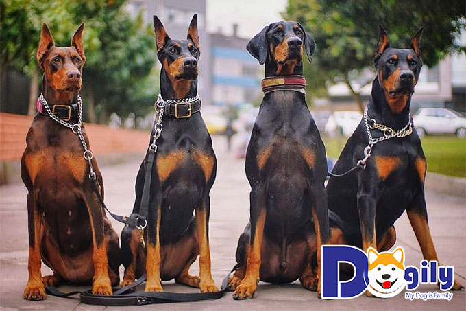 Chế độ dinh dưỡng với Doberman hết sức quan trọng