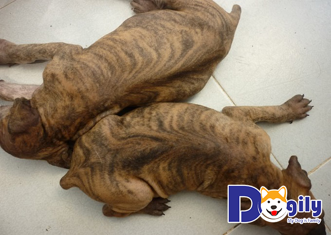 Chó con có màu lông vện cọp Chó con có màu lông vện cọp