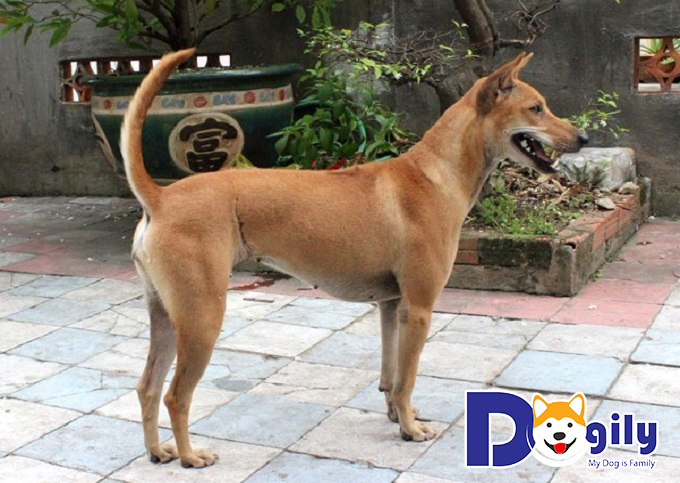 Ảnh chó Phú Quốc có ngoại hình đẹp Ảnh chó Phú Quốc có ngoại hình đẹp