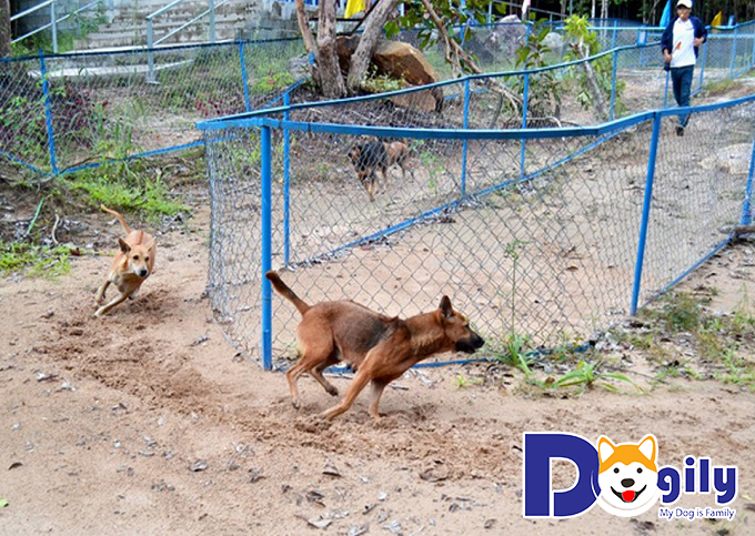 Cuộc đua chó Phú Quốc Cuộc đua chó Phú Quốc