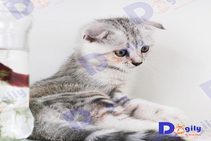 Nên quan tâm, yêu thương và đưa boss đi thú y để chữa trị bệnh đúng cách, an toàn