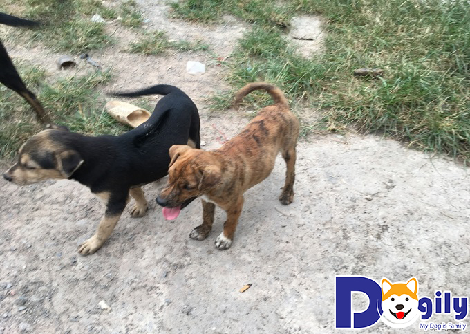 Mua chó Phú Quốc tại nhà