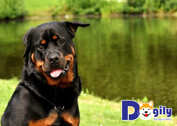 Những phương pháp cắt đuôi chó Rott