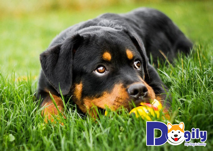 Trại chó Rottweiler Vom Grossen Mutter