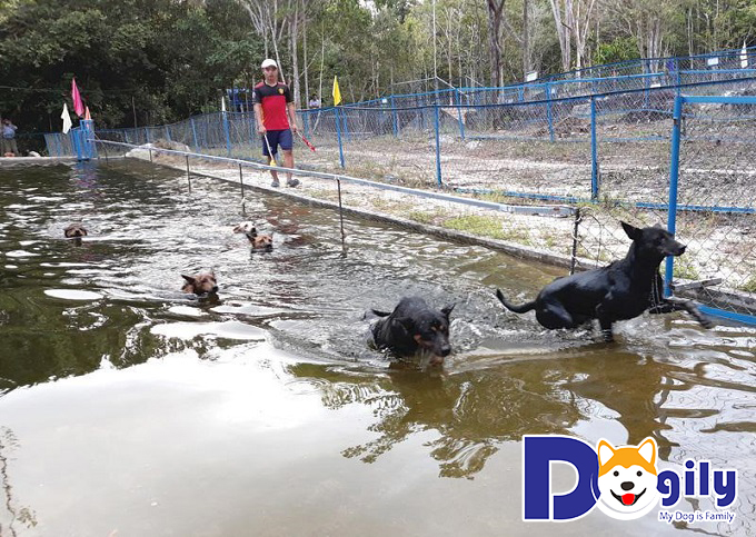 Ảnh chó Phú Quốc bơi lội Ảnh chó Phú Quốc bơi lội