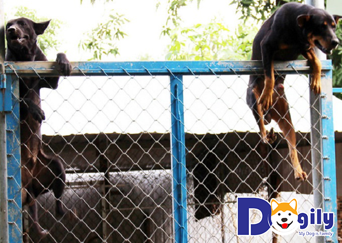 Chó Phú Quốc… leo rào Chó Phú Quốc… leo rào
