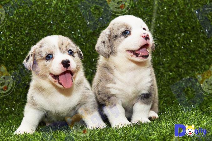 Bộ luật mới của Việt nam về cấm hành hạ vật nuôi