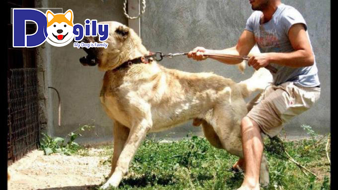 Chó Kangal Thổ Nhĩ Kỳ có thể chiến đấu ngang cơ với cả gấu, sói,